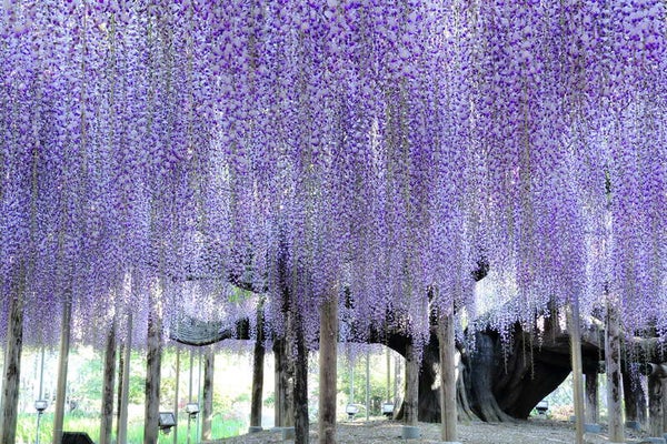 【神奈川県内・町田発】 幻想的な世界一の藤 『あしかがフラワーパーク』 深紅の女王!新登場『ロイヤルクイーン』いちご狩り園内食べ放題 日帰り1